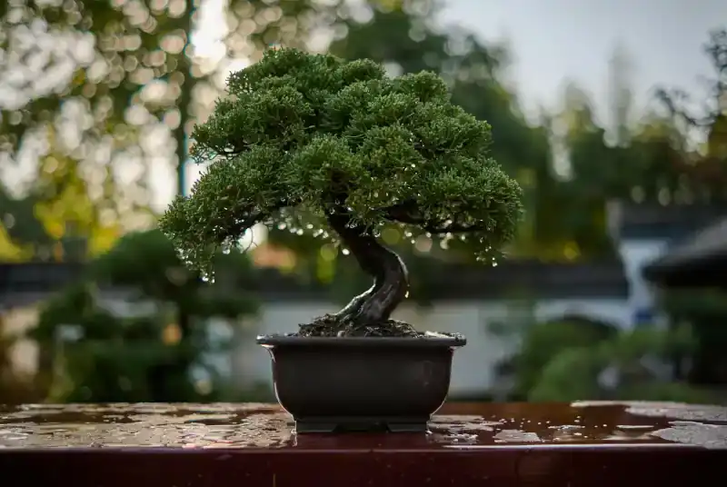 Bonsai Tree